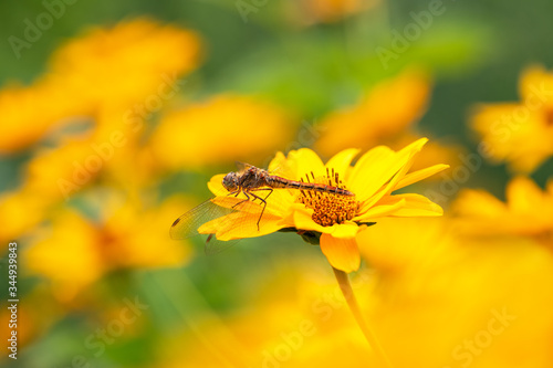 Dragonfly. Macro. A large dragonfly sits on a yellow flower. Summer and spring backgrounds