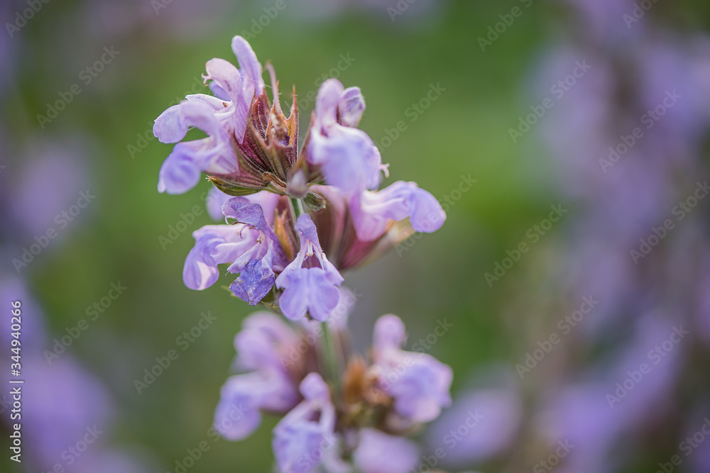 sage (Salvia officinalis) aka garden sage or common sage plant sage (Salvia officinalis) aka garden sage or common sage plant