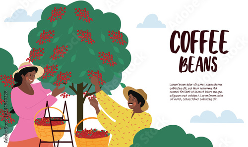 Harvesting and cultivating Coffee Beans poster with two black people picking the ripe beans off the tree with text and copy space, vector illustration