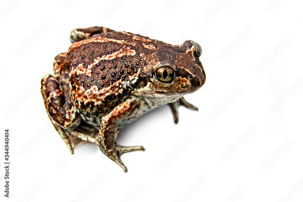 Fototapeta premium A brown frog sits. Isolated.
