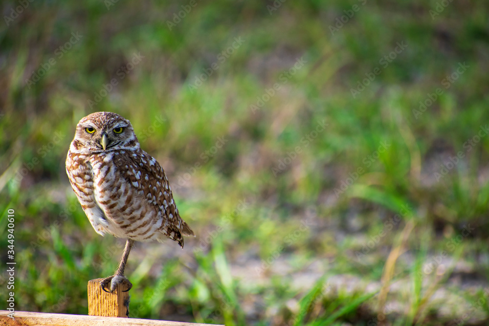 Fototapeta premium Single Burrowing Owl portrait perched, South West Florida Wildlife, Cape Coral, Royalty free image, Protected Species, Bird of prey, Conservation