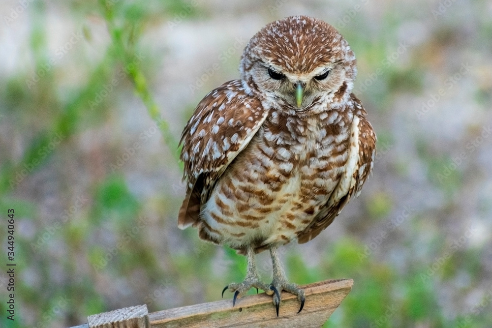 Fototapeta premium Single Burrowing Owl portrait perched, South West Florida Wildlife, Cape Coral, Royalty free image, Protected Species, Bird of prey, Conservation