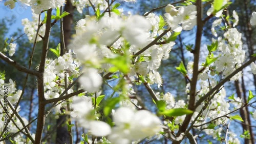 white cherry blossoms on branches moved by the wind in the spring forest