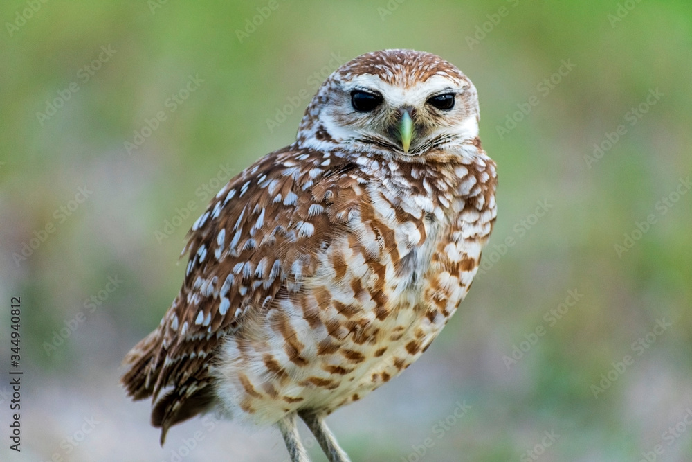 Single Burrowing Owl portrait perched, South West Florida Wildlife, Cape Coral, Royalty free image, Protected Species, Bird of prey, Conservation Single Burrowing Owl portrait perched, South West Florida Wildlife, Cape Coral, Royalty free image, Protected Species, Bird of prey, Conservation