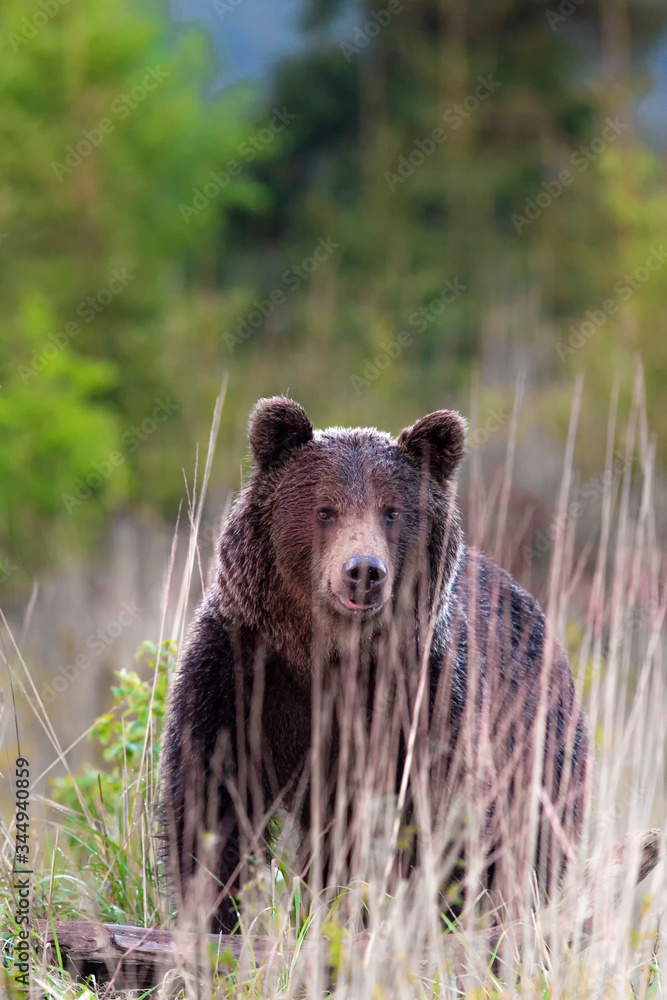Brown bear (lat. ursus arctos) stainding in the forest Brown bear (lat. ursus arctos) stainding in the forest