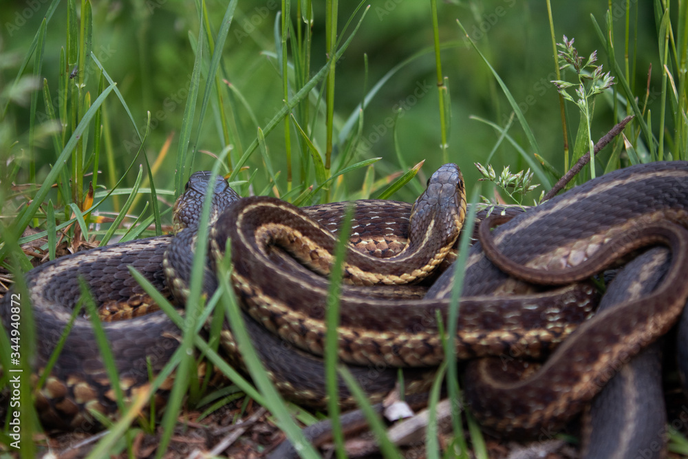 Fototapeta premium Mountain Snakes