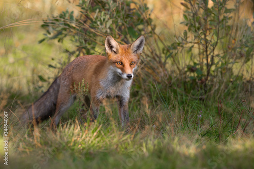 Mammals - Red Fox (Vulpes vulpes), looking for something to eat.