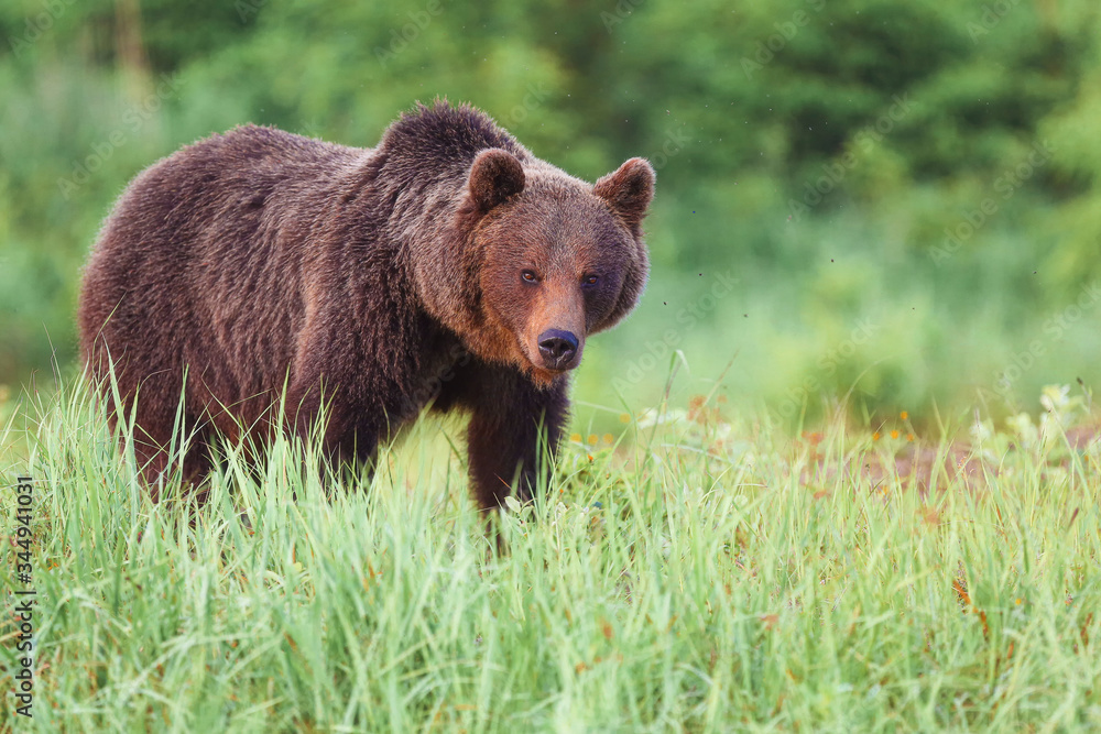 Brown bear (lat. ursus arctos) stainding in the forest