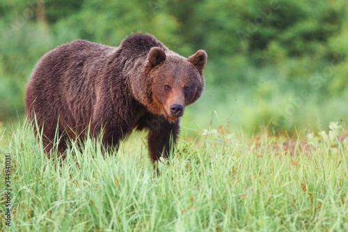 Brown bear (lat. ursus arctos) stainding in the forest