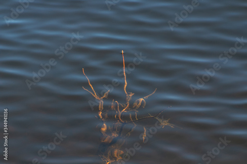 Underwater Twigs