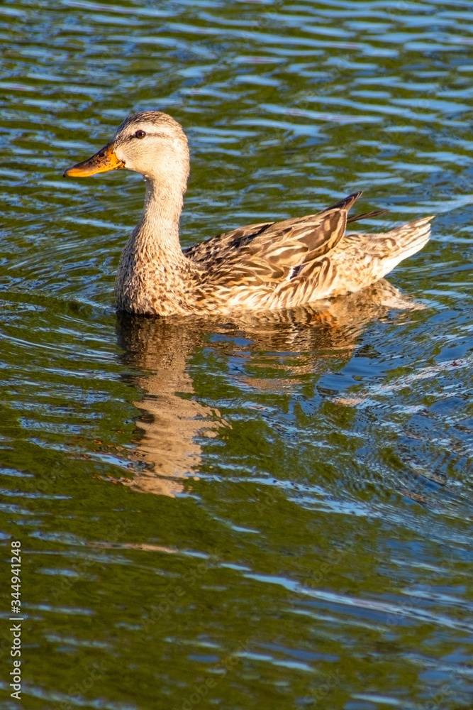 Swimming mother duck, Royalty free stock image, best duck photo, Natural habitat, Bird watching, Wild duck Swimming mother duck, Royalty free stock image, best duck photo, Natural habitat, Bird watching, Wild duck