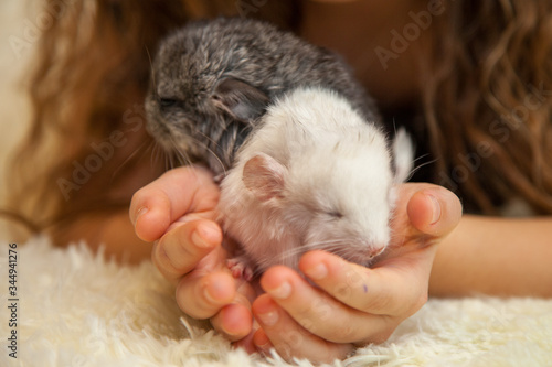 Little fluffy chinchilla in the arms