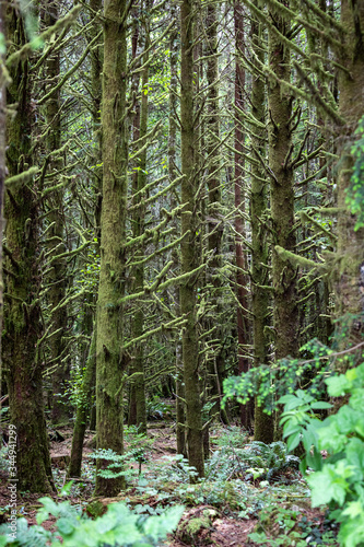 Fototapeta Naklejka Na Ścianę i Meble -  Canadian forest on Vancouver Island Canada