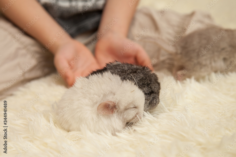 Little fluffy chinchilla in the arms Little fluffy chinchilla in the arms