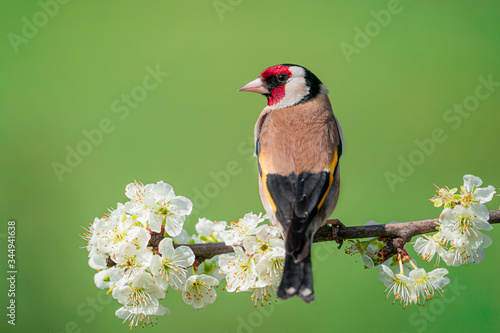 Goldfinch, Carduelis carduelis, single bird on blossom