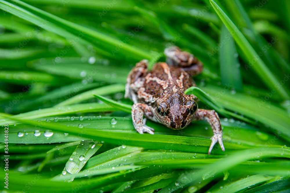 Obraz premium Brown frog sits on green leaf