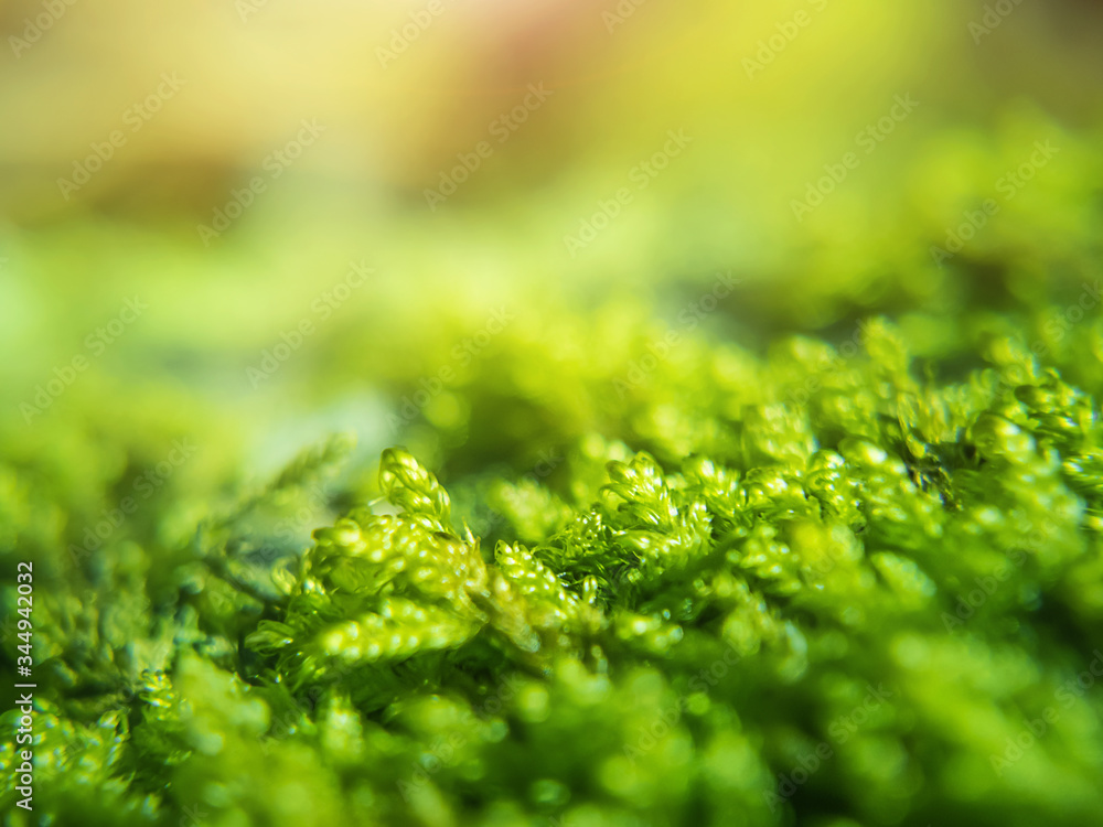Moss in the forest close up, falling sunlight, selective focus. The concept of the day of the environment, spring, autumn. Moss in the forest close up, falling sunlight, selective focus. The concept of the day of the environment, spring, autumn.