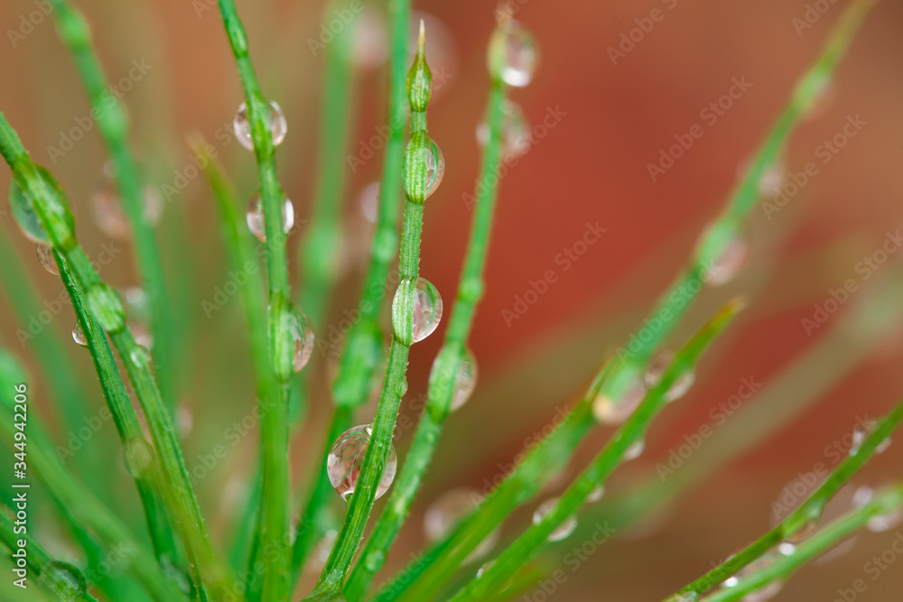 Water droplets on the green needles of a pine. Raindrops on pine needles. Water droplets on the green needles of a pine. Raindrops on pine needles.