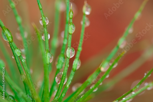Water droplets on the green needles of a pine. Raindrops on pine needles.