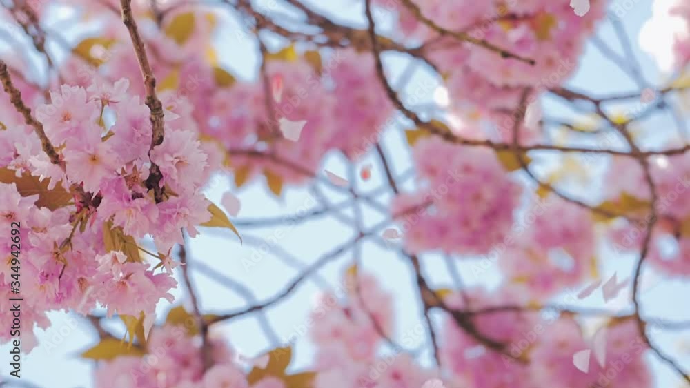 Spring pink sakura flower blossom, petals flying Spring pink sakura flower blossom, petals flying
