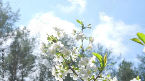 white cherry blossoms on branches moved by the wind in the spring forest