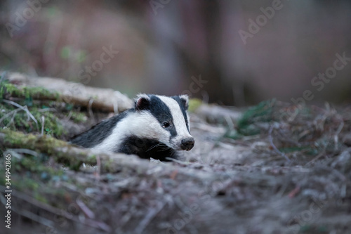 Badger, wild, native, Eurasian badger, scientific name: Meles Meles, emerging from the badger sett with muddy nose covered in earth.