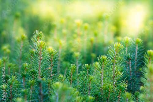 spruce plantation with blurry background