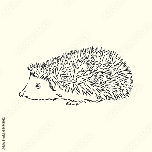 Hedgehog sketch drawing isolated on white background, hedgehog, vector sketch illustration