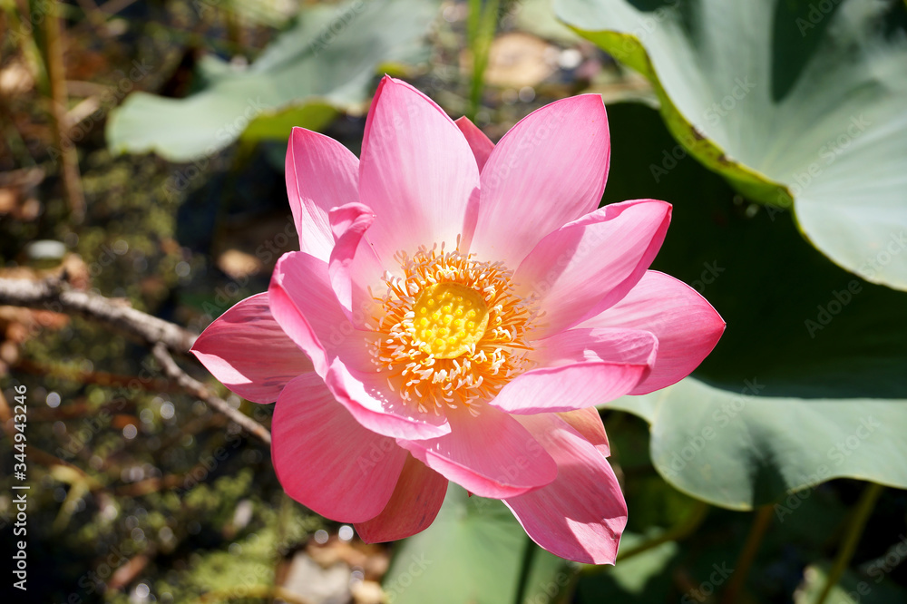 Lotus flower in a small reservoir Lotus flower in a small reservoir