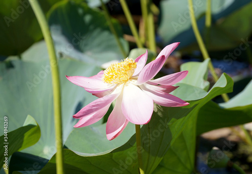Lotus flower in a small reservoir