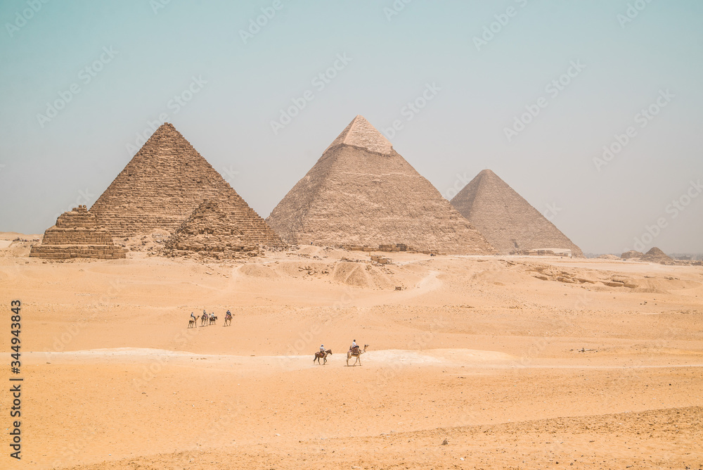 camels walking along the pyramids of giza camels walking along the pyramids of giza