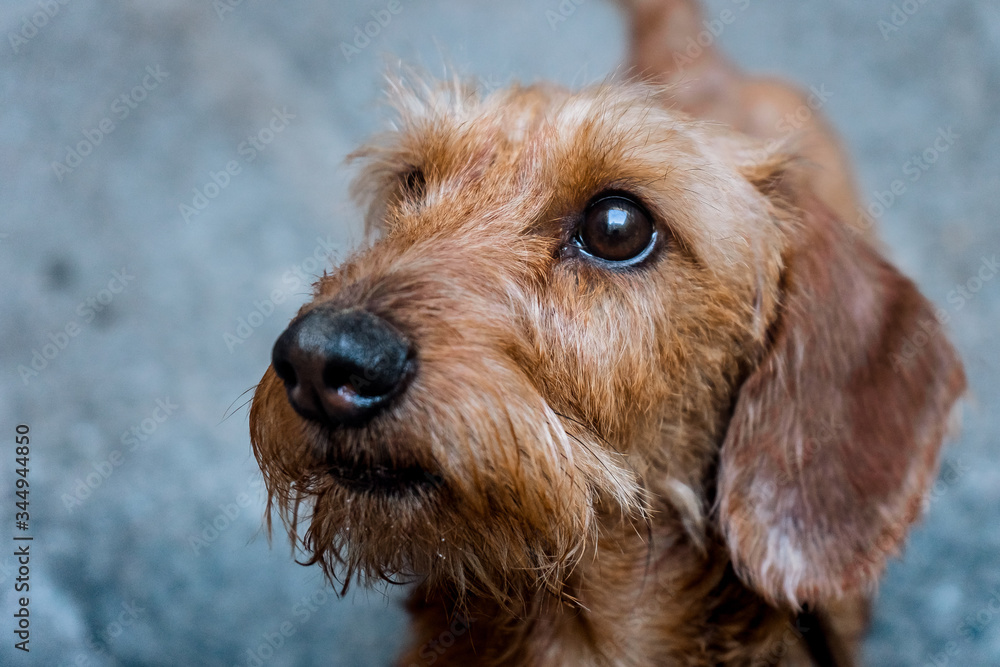a head of a smart dachshund dog close up a head of a smart dachshund dog close up