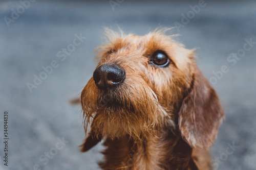 a head of a smart dachshund dog close up on blurred background