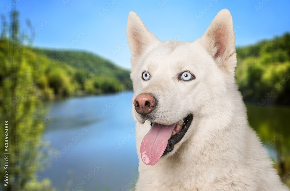 Obraz premium Mountain.