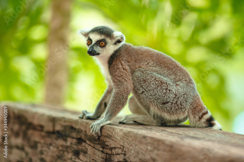 Charming lemur Katta sits on a log in a park