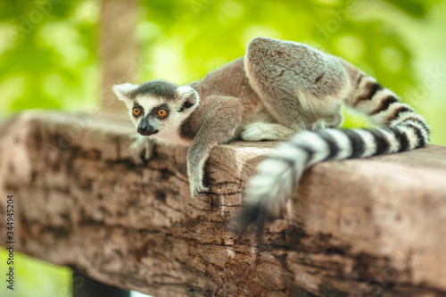 Charming lemur Katta sits on a log in a park