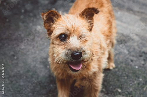 a one-eyed ginger dog on the asphalt of a yard