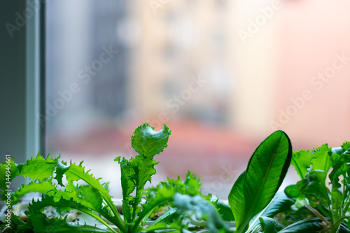 home garden of edible plants next to a window with buildings in the background.