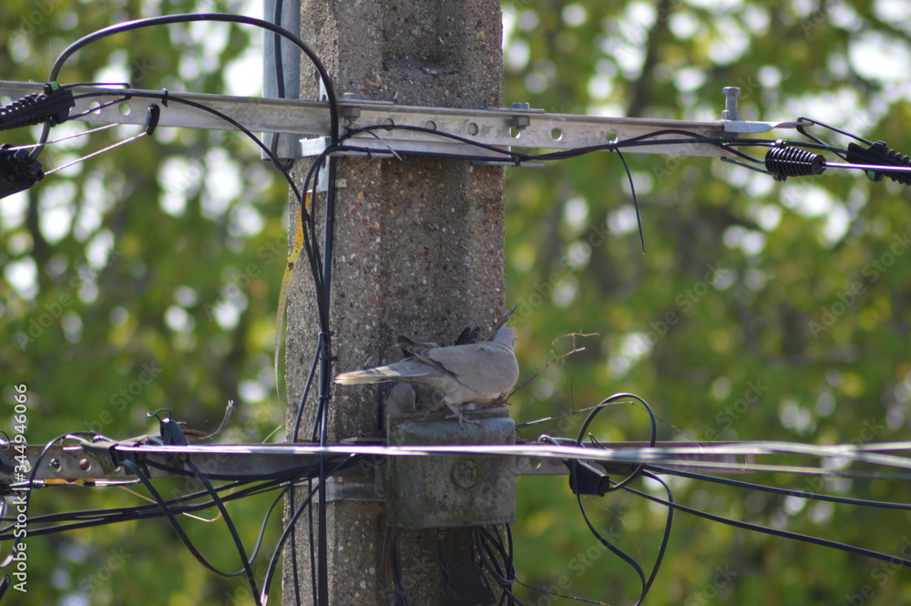 Naklejka premium Tourterelles