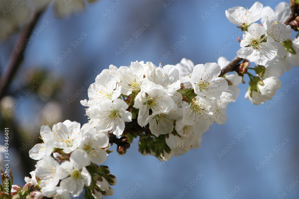 Obraz premium cherry tree blossom