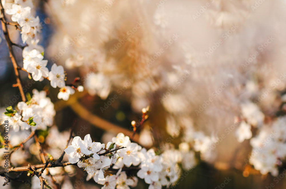 Fototapeta premium Pąki kwiatów kwitnące na drzewach,
