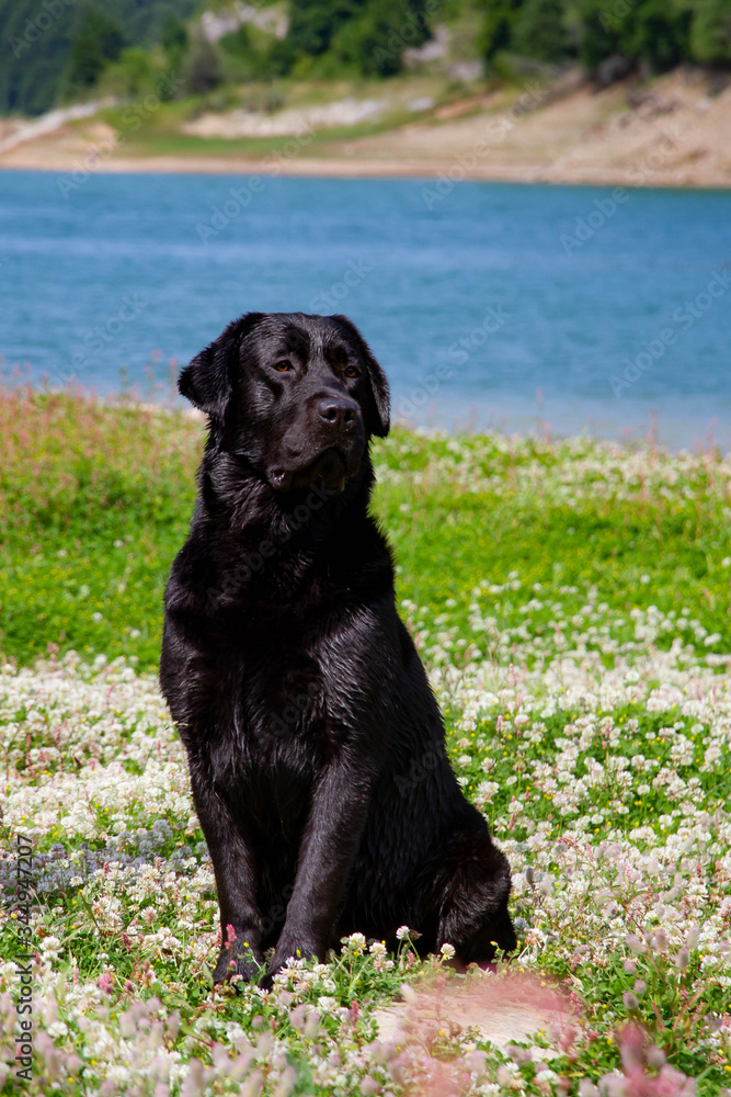 labrador retriever on nature. Portrait. labrador retriever on nature. Portrait.