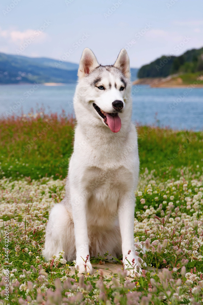 Obraz premium Siberian husky sitting on a mountain on the background of lakes and forests. The dog on the background of natural landscape.