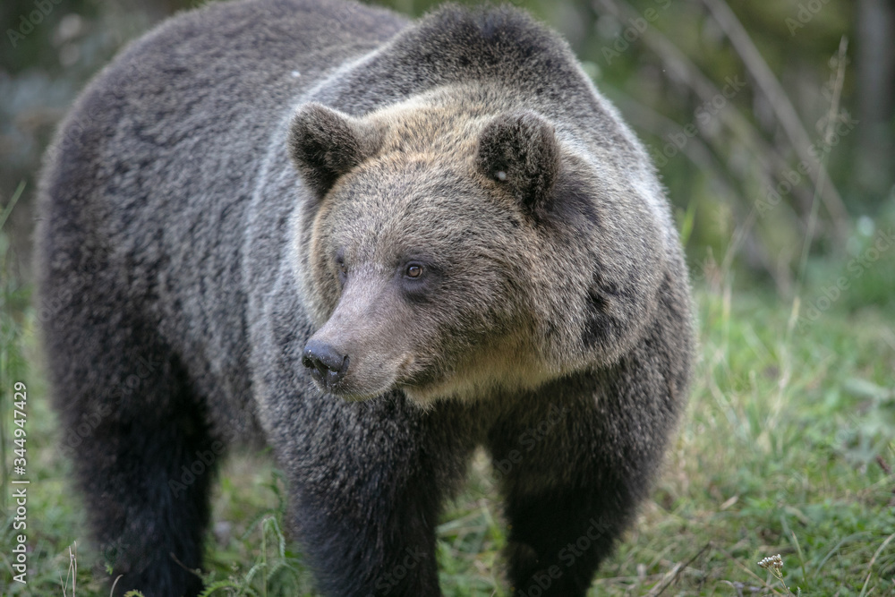 wild brown bear in forest near Transfagarash highway European Romania Transilvania