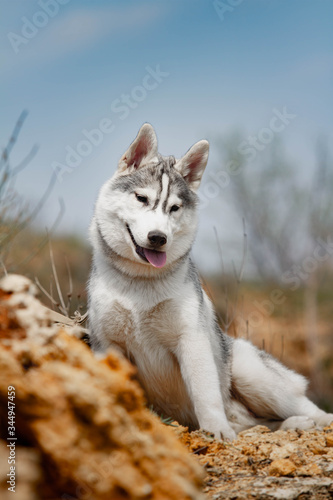 portrait of siberian husky dog