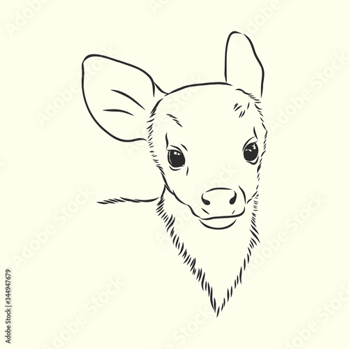 Young deer vector silhouette. fawn, vector sketch illustration