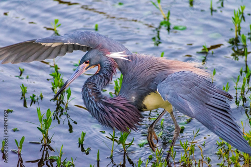 Little blue heron hunting and wading, Florida bird photography, Bird watching, Wings with blue feathers, Royalty free stock image, animal in water