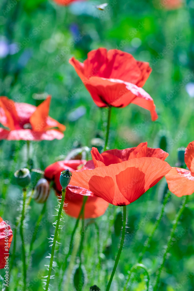 Obraz premium detail of red poppy flowers
