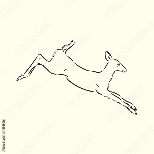 Young deer vector silhouette. fawn, vector sketch illustration