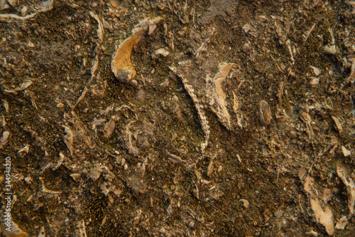 Shells texture.
